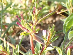 Lythrum tribracteatum
