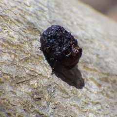 Neochlamisus bebbianae