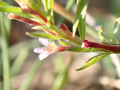 Lythrum tribracteatum