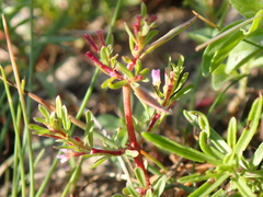 Lythrum tribracteatum