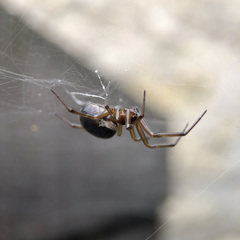 Steatoda grossa