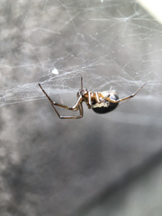 Steatoda grossa