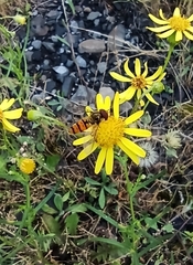 Episyrphus balteatus