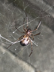 Steatoda grossa