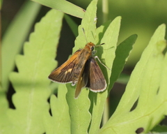 Euphyes bimacula