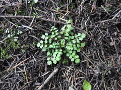 Cardamine oligosperma