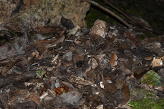 Craugastor yucatanensis