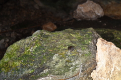 Craugastor yucatanensis