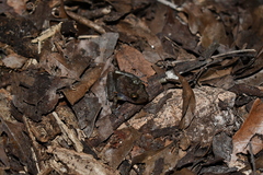 Craugastor yucatanensis