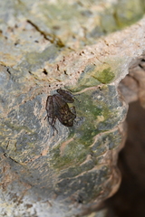 Craugastor yucatanensis