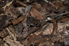 Craugastor yucatanensis