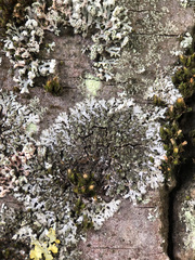 Phaeophyscia orbicularis