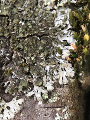 Phaeophyscia orbicularis
