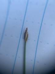 Eleocharis quinqueflora