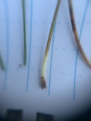 Eleocharis quinqueflora