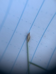 Eleocharis quinqueflora