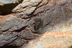 Craugastor yucatanensis