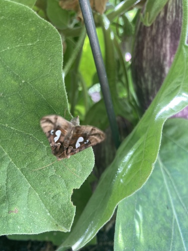 photo of Flannel, Slug Caterpillar, Leaf Skeletonizer, And Allied Moths (Zygaenoidea)