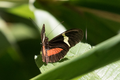 Heliconius clysonymus
