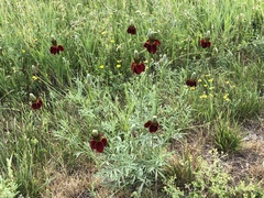 Ratibida columnifera