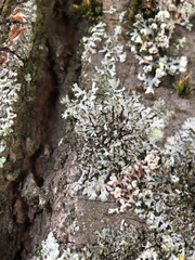 Phaeophyscia orbicularis