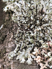 Phaeophyscia orbicularis