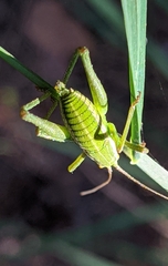 Odontura aspericauda