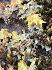Xanthoria parietina