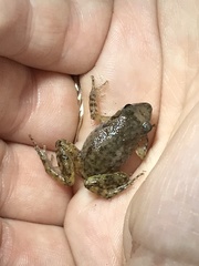 Eleutherodactylus campi