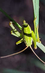 Odontura aspericauda
