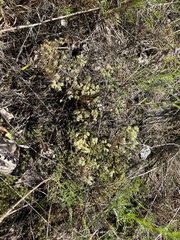 Scleranthus perennis