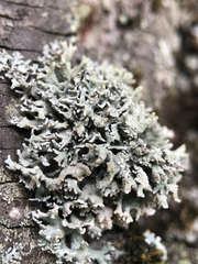 Evernia prunastri