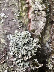 Evernia prunastri