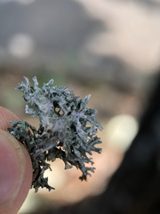 Evernia prunastri
