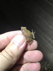 Eleutherodactylus campi