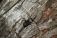 Polyrhaphis michaeli