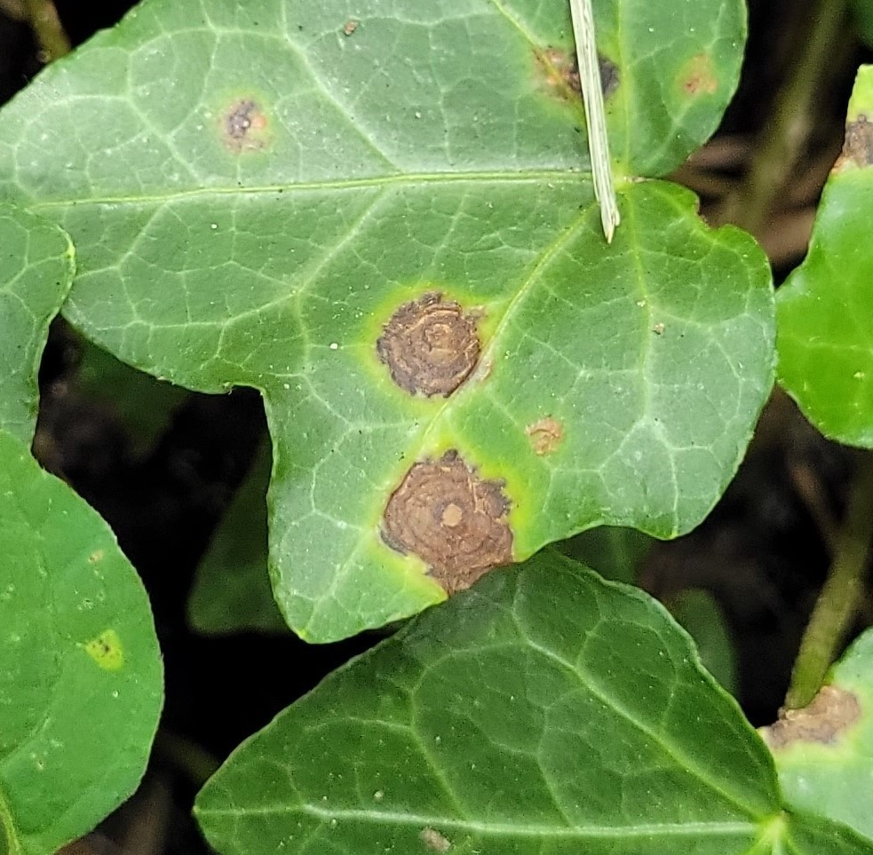 Ivy Anthracnose