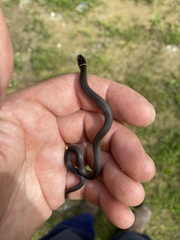 Diadophis punctatus stictogenys