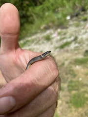 Diadophis punctatus stictogenys