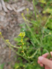 Sisymbrium officinale