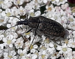 Mycterus curculioides