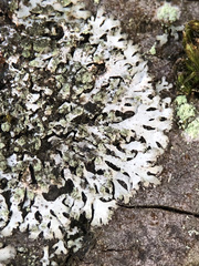 Phaeophyscia orbicularis