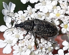 Mycterus curculioides