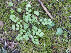 Cardamine oligosperma