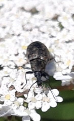 Mycterus curculioides