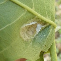 Aceria erinea