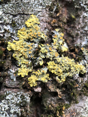 Xanthoria parietina