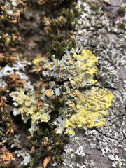 Xanthoria parietina