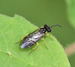 Aneugmenus flavipes