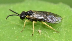 Aneugmenus flavipes